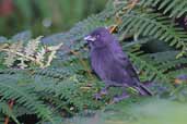 Male Sooty Grassquit, Boa Nova, Bahia, Brazil, July 2002 - click for larger image