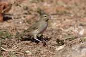 Female Yellow-faced Grassquit, La Güira, Cuba, February 2005 - click on image for a larger view