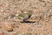  Yellow-faced Grassquit, La Güira, Cuba, February 2005 - click on image for a larger view