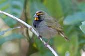 Male Yellow-faced Grassquit, Bermejas, Zapata Swamp, Cuba, February 2005 - click on image for a larger view