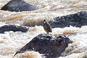 Fasciated Tiger-Heron, Utcubamba Valley, Amazonas, Peru, October 2018 - click for larger image