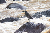 Fasciated Tiger-Heron, Utcubamba Valley, Amazonas, Peru, October 2018 - click for larger image