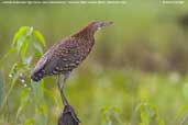 Rufescent Tiger-heron, Cristalino, Mato Grosso, Brazil, December 2006 - click for a larger image