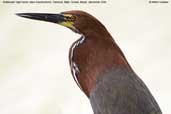 Rufescent  Tiger-heron, Pantanal, Brazil, December 2006 - click for a larger image