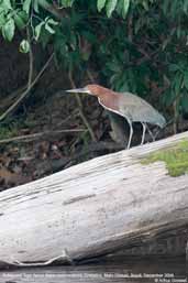 Rufescent  Tiger-heron, Cristalino, Mato Grosso, Brazil, December 2006 - click for a larger image