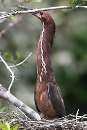 Rufescent Tiger-heron, Sani Lodge, Sucumbíos, Ecuador - click for a larger image