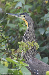 Bare-throated Tiher-heron, Cuero y Salado, Honduras, March 2015 - click for larger image