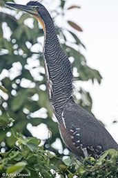 Bare-throated Tiher-heron, Cuero y Salado, Honduras, March 2015 - click for larger image