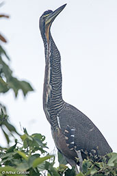 Bare-throated Tiher-heron, Cuero y Salado, Honduras, March 2015 - click for larger image