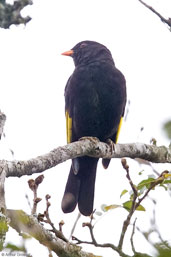 Black-and-gold Cotinga, Teresópolis, Rio de Janeiro, Brazil, November 2008 - click for larger image