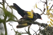 Black-and-gold Cotinga, Teresópolis, Rio de Janeiro, Brazil, November 2008 - click for larger image