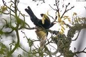 Black-and-gold Cotinga, Teresópolis, Rio de Janeiro, Brazil, November 2008 - click for larger image