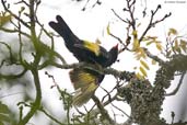 Black-and-gold Cotinga, Teresópolis, Rio de Janeiro, Brazil, November 2008 - click for larger image