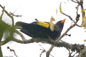 Black-and-gold Cotinga, Teresópolis, Rio de Janeiro, Brazil, November 2008 - click for larger image