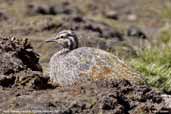 Puna  Tinamou, Lauca N.P., Chile, February 2007 - click for larger image