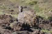 Puna  Tinamou, Lauca N.P., Chile, February 2007 - click for larger image