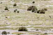 Puna  Tinamou, Lauca N.P., Chile, February 2007 - click for larger image