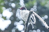 Masked Tityra, Santa Marta, Colombia, April 2012 - click for larger image