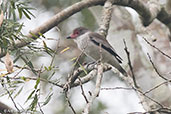 Masked Tityra, Tikal, Guatemala March 2015 - click for larger image