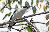 Masked Tityra, Tikal, Guatemala March 2015 - click for larger image