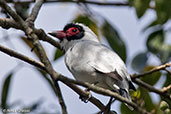 Masked Tityra, Tikal, Guatemala March 2015 - click for larger image