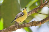 Common Tody-flycatcher, Serra de Baturité, Ceará, Brazil, October 2008 - click for larger image