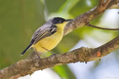 Common Tody-flycatcher, Serra de Baturité, Ceará, Brazil, October 2008 - click for larger image