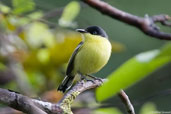 Common Tody-flycatcher, Tamandaré, Pernambuco, Brazil, October 2008 - click for larger image