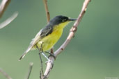 Common Tody-flycatcher, Jaqueira, Pernambuco, Brazil, March 2004 - click for larger image