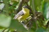 Common Tody-flycatcher, Jaqueira, Pernambuco, Brazil, March 2004 - click for larger image