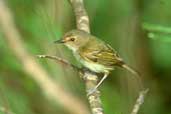 Rusty-fronted Tody-flycatcher, Caseara, Tocantins, Brazil, January 2002 - click for larger image