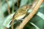 Rusty-fronted Tody-flycatcher, Caseara, Tocantins, Brazil, January 2002 - click for larger image