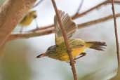 Spotted Tody-flycatcher, Carajás, Pará, Brazil, October 2005 - click for larger image