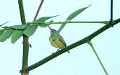 Spotted Tody-flycatcher, Marchantaria Island, Amazonas, Brazil, July 2001 - click for larger image