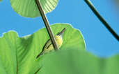 Spotted Tody-flycatcher, Marchantaria Island, Amazonas, Brazil, July 2001 - click for larger image