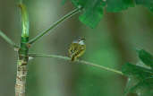 Spotted Tody-flycatcher, Marchantaria Island, Amazonas, Brazil, July 2001 - click for larger image