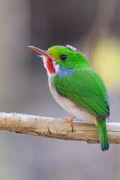 Cuban Tody, Soplillar, Zapata Swamp, Cuba, February 2005 - click on image for a larger view