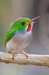 Cuban Tody, Soplillar, Zapata Swamp, Cuba, February 2005 - click on image for a larger view