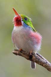 Cuban Tody, Soplillar, Zapata Swamp, Cuba, February 2005 - click on image for a larger view