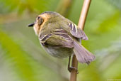 Ochre-faced Tody-flycatcher, Teresópolis, Rio de Janeiro, Brazil, November 2008 - click for larger image