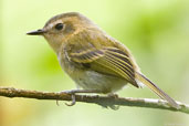 Ochre-faced Tody-flycatcher, Teresópolis, Rio de Janeiro, Brazil, November 2008 - click for larger image