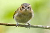 Ochre-faced Tody-flycatcher, Teresópolis, Rio de Janeiro, Brazil, November 2008 - click for larger image