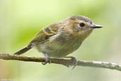 Ochre-faced Tody-flycatcher, Teresópolis, Rio de Janeiro, Brazil, November 2008 - click for larger image