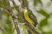 Yellow-lored Tody-flycatcher, Camacan, Bahia, Brazil, November 2008 - click for larger image