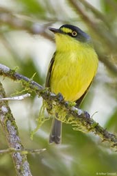 Yellow-lored Tody-flycatcher, Camacan, Bahia, Brazil, November 2008 - click for larger image