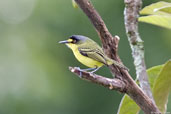 Yellow-lored Tody-flycatcher, Itatiaia, Rio de Janeiro, Brazil, November 2008 - click for larger image