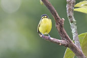 Yellow-lored Tody-flycatcher, Itatiaia, Rio de Janeiro, Brazil, November 2008 - click for larger image