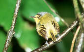 Yellow-lored Tody-flycatcher, Garuva, Santa Catarina, Brazil, July 2001 - click for larger image