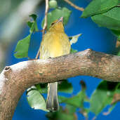 Yellow-breasted Flycatcher, Ilha São José, Roraima, Brazil, July 2001 - click for larger image