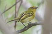 Yellow-breasted Flycatcher, Jeremoabo, Bahia, Brazil, March 2004 - click for larger image